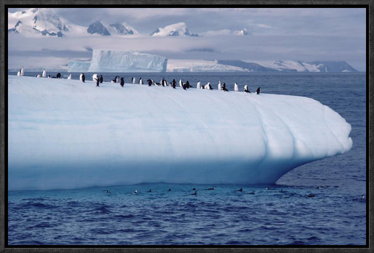 East Urban Home 'Chinstrap Penguin Group on Iceberg, Palmer Peninsula